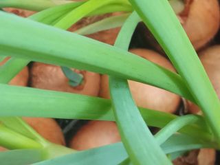 I offer chives grown from onions grown in lawns.