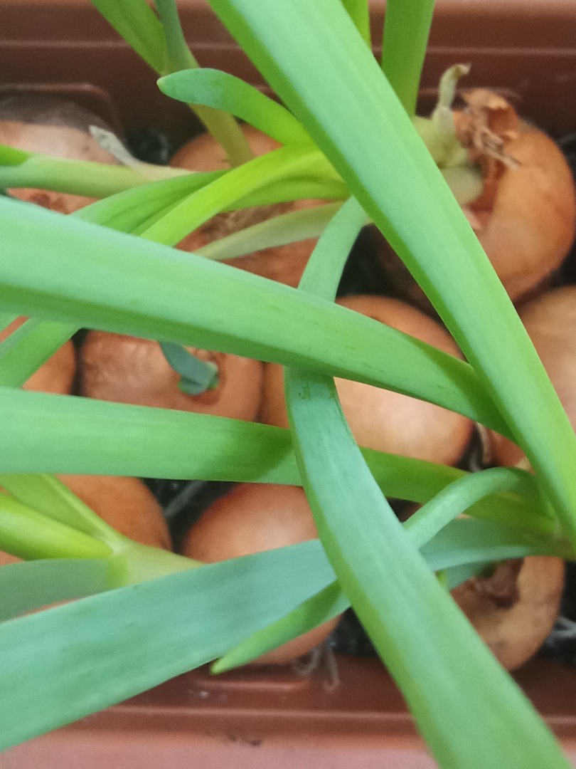I offer chives grown from onions grown in lawns