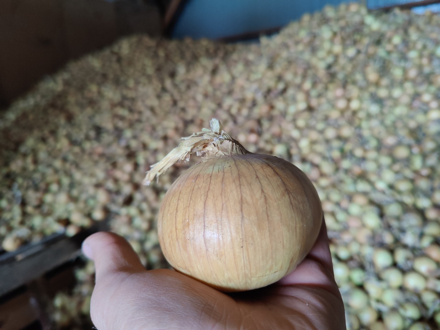 I will sell yellow onions packed in 5-10 kg bags