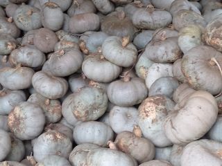 I am selling Crown Prince hybrid pumpkin for baking.