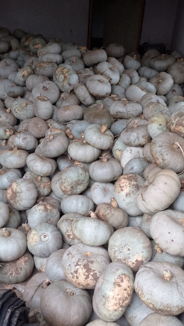 I am selling Crown Prince hybrid pumpkin for baking