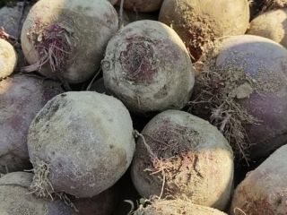 Certified organic red beets of the Monty variety are