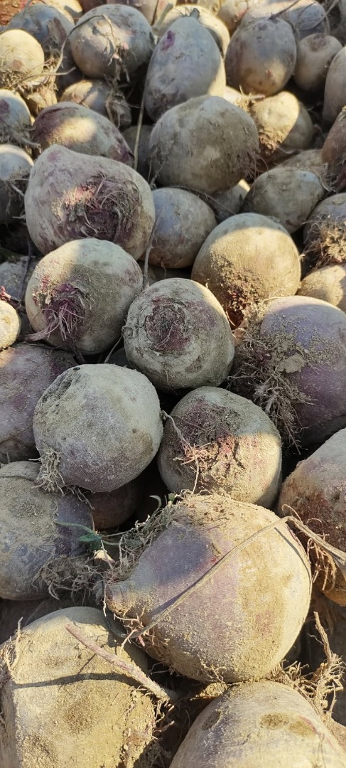 Certified organic red beets of the Monty variety are available for sale
