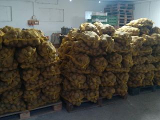 Gala, Belana, and Vineta potato varieties for sale. Wholesale