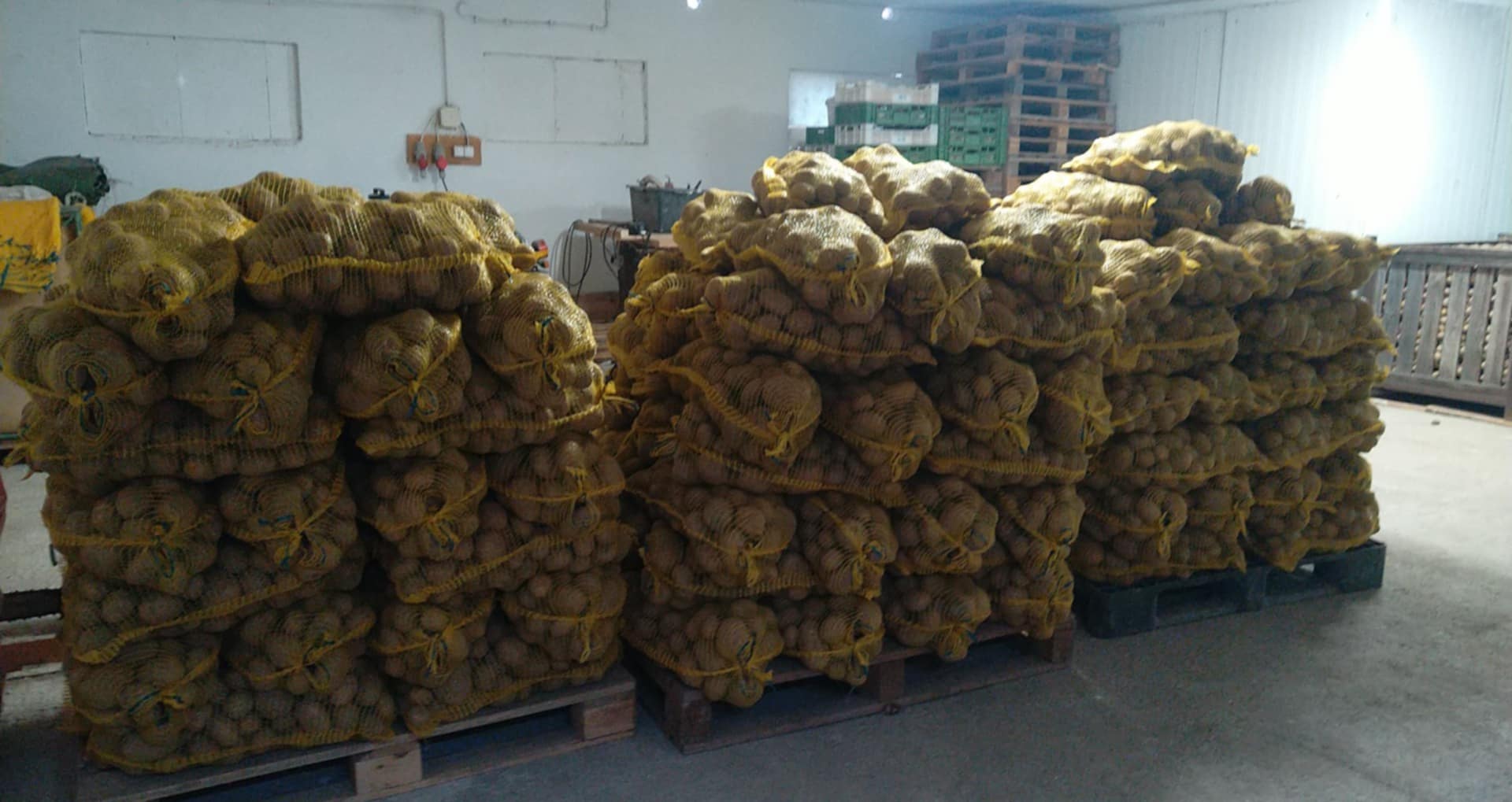 Gala, Belana, and Vineta potato varieties for sale