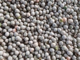 Green peas for export | Sale of green food