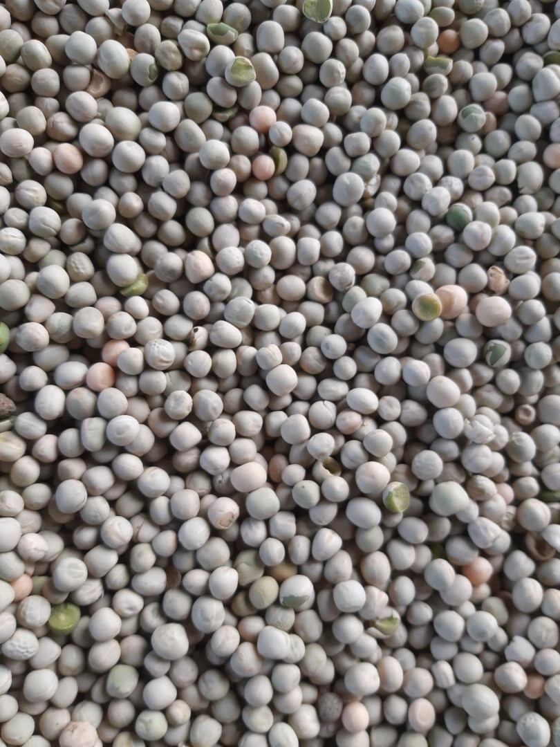 Green peas for export | Sale of green food peas from Ukraine