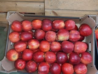 APPLE POINT sells Jonaprince Idared, Jonagored Champion Gala, LigolGloster