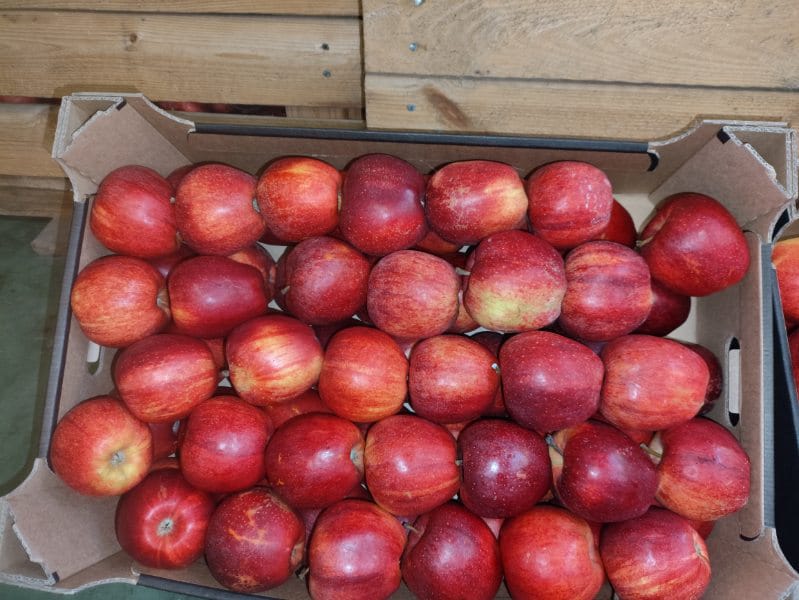 APPLE POINT sells Jonaprince Idared, Jonagored Champion Gala, LigolGloster Golden apples in various sizes (phone number) or others upon request