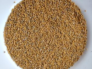 Hello. I have approximately 8-9 tons of white mustard