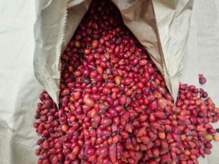 I do sell frozen wild rose hips 40 t