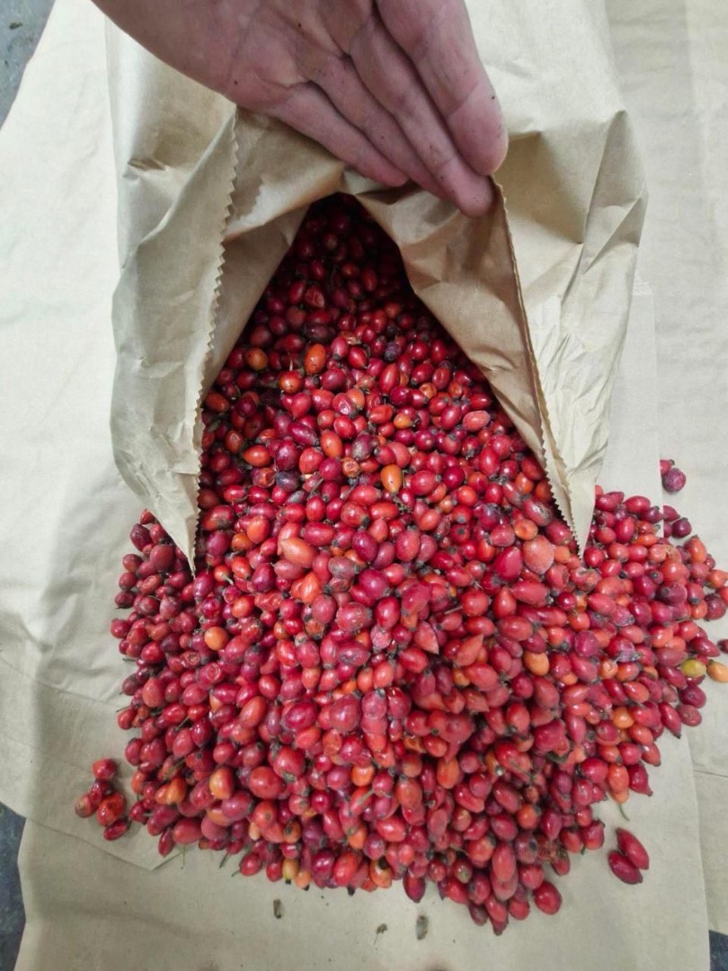I do sell frozen wild rose hips 40 t