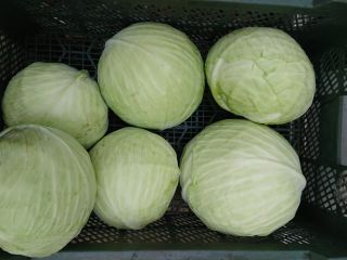 I'm selling white cabbage at the market or in