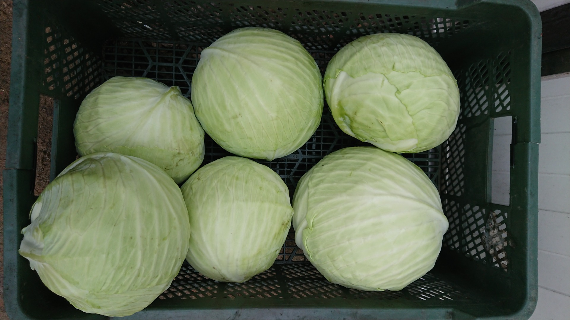 I'm selling white cabbage at the market or in the pickling industry
