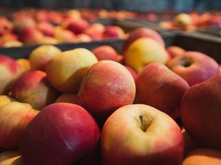 Idared apples for sale. Pietrari, Dâmbovița. Approximately 5 tons