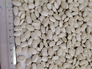 We sell beans wholesale: - white beans, caliber 260-270