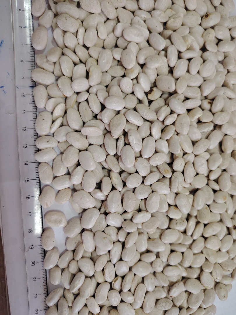 We sell beans wholesale: - white beans, caliber 260-270 grains in 100 grams, purity 99.9%, in big bags of 1100 kg, batches of 23 tons