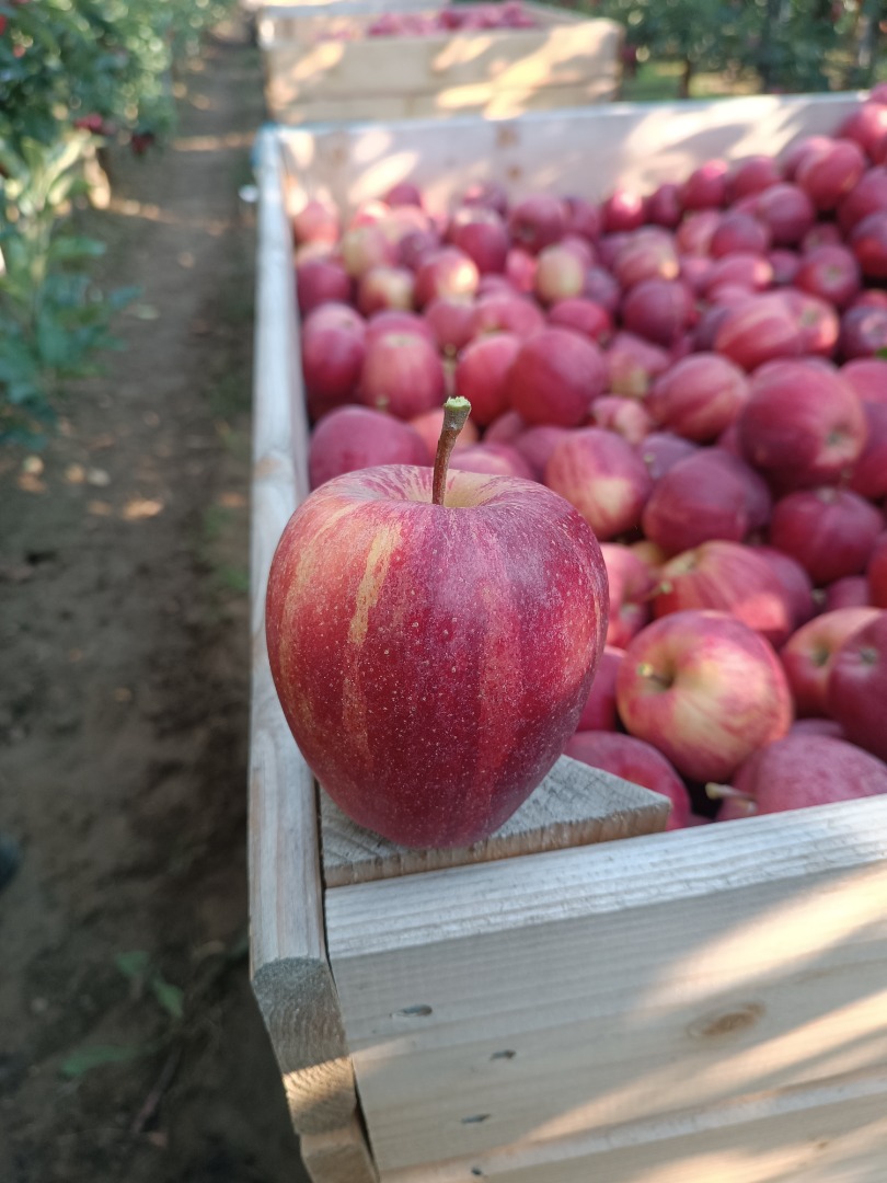 Hello, I have 100 tons of striped galia for sale