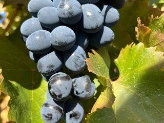 table grapes for export we offer good quality invoice,