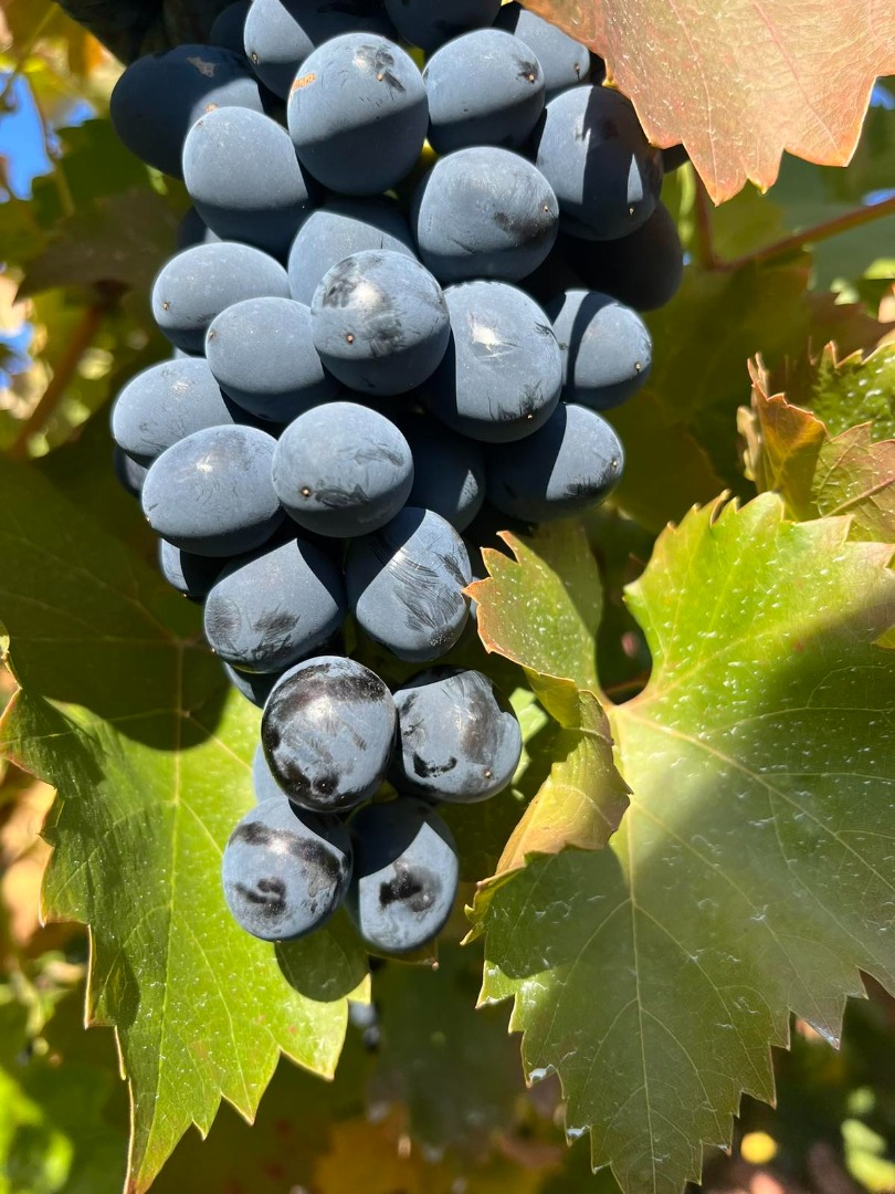 table grapes for export we offer good quality invoice, large berries and commercial appearance large quantities available