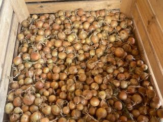 Hello, I'm selling white and red onions grown from