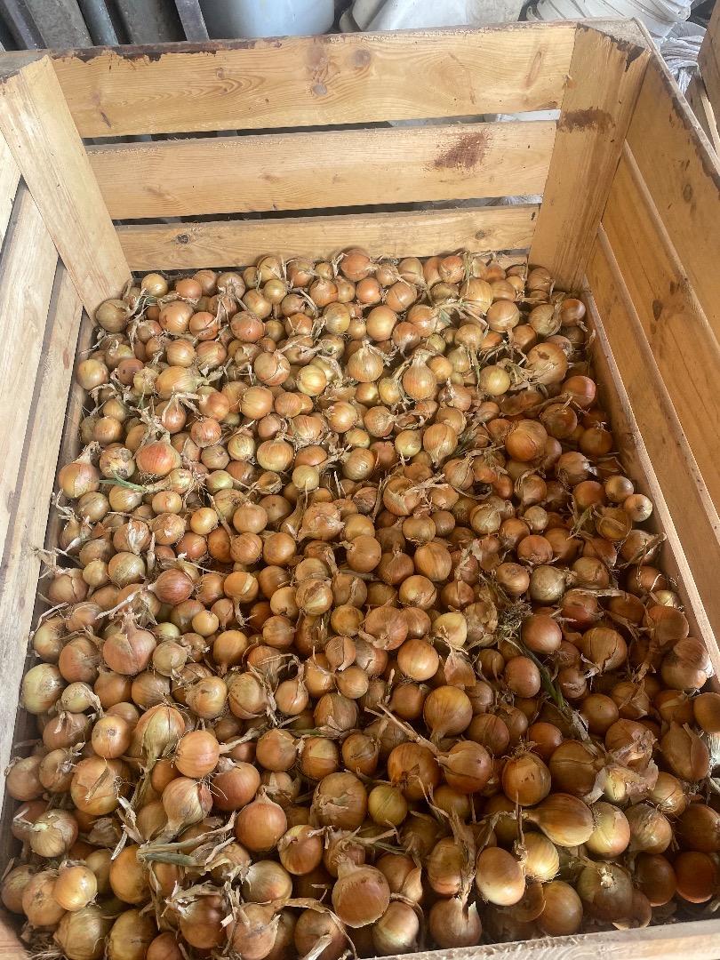 Hello, I'm selling white and red onions grown from seed on my own farm