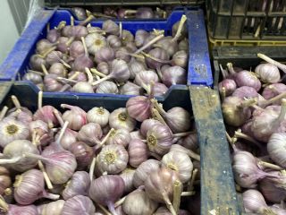 I will sell garlic harnas caliber 50 + 60