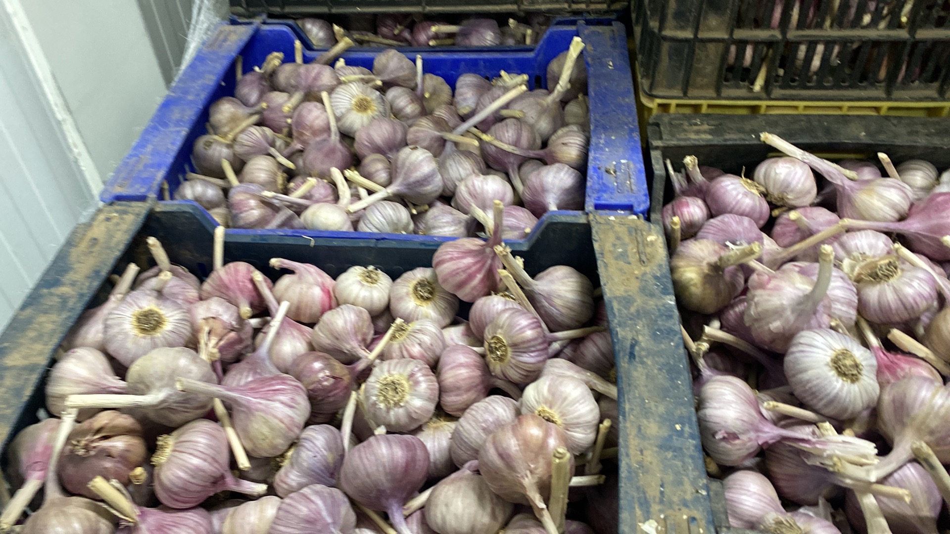 I will sell garlic harnas caliber 50 + 60 + We have garlic from Kazastan price 15 PLN Garlic from Argentina, price 14 PLN Any questions by e-mail Or