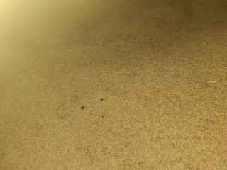 I am selling oats, more information by