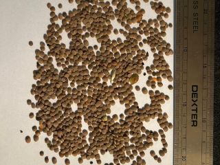 We have 22 tons of red lentils from Kazakhstan