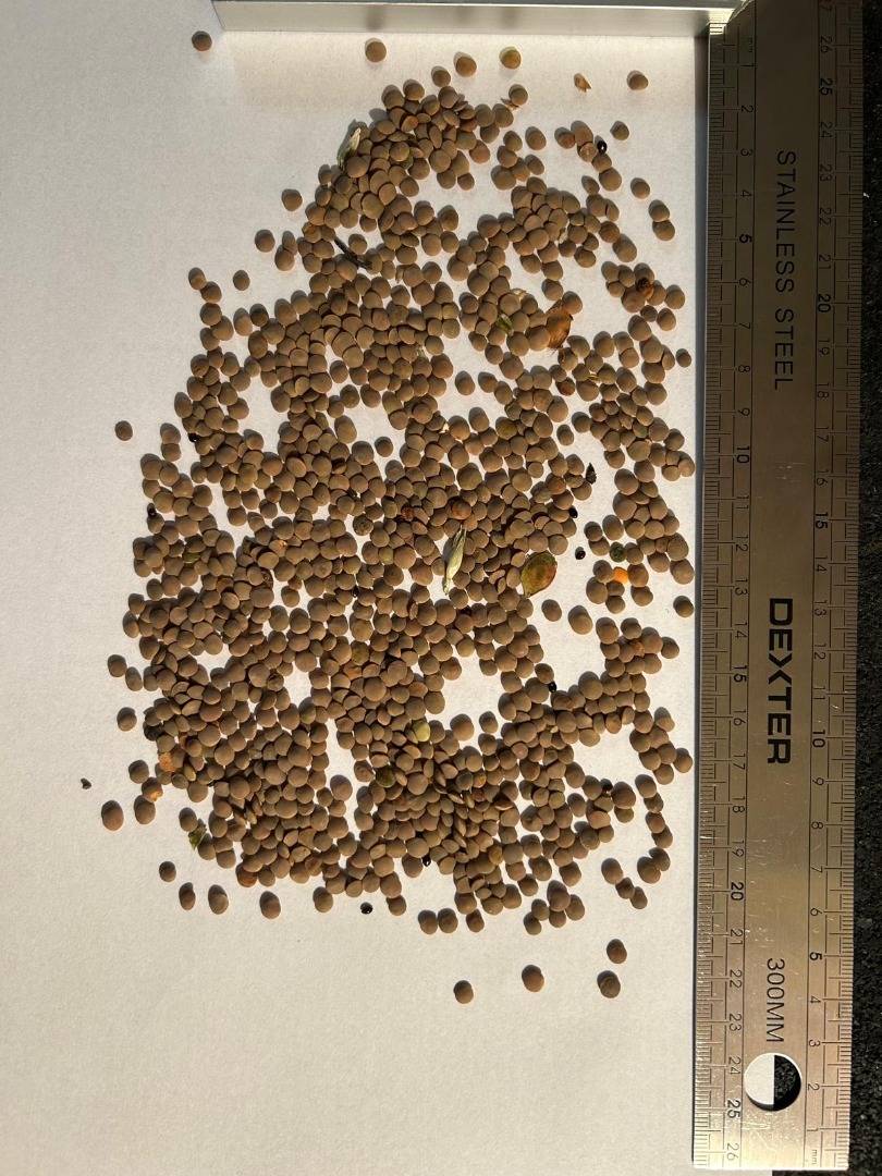 We have 22 tons of red lentils from Kazakhstan in stock