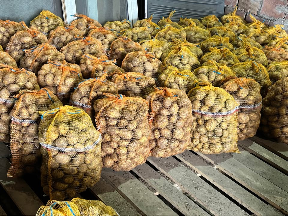 Organic potatoes for sale – variety SORAYA