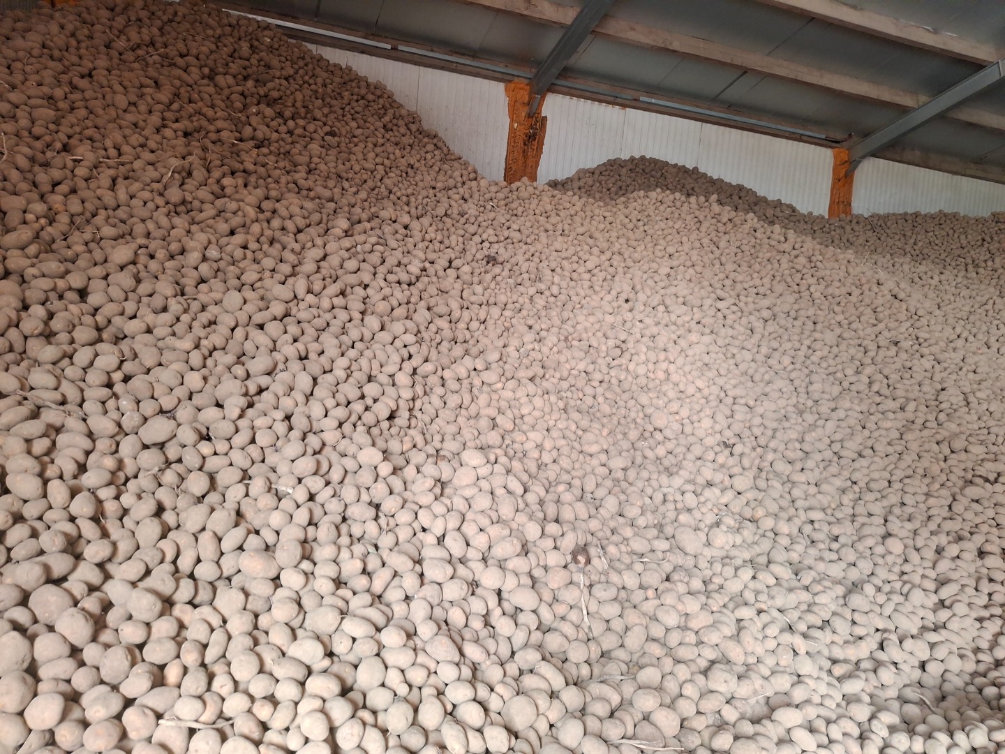 Potatoes fontane , fries and eat potatoes good kwality , en vrac 0.08 €/kg bigbag 0.10€/kg loading Belguim 8700 Tielt info,tel,whatsapp : +32 (0)[phone number]