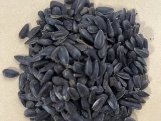 I will sell black sunflower seeds, cleaned to ~99%.