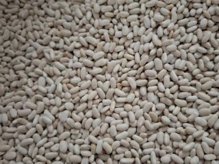 I am selling full truckloads of dwarf beans. Packaging