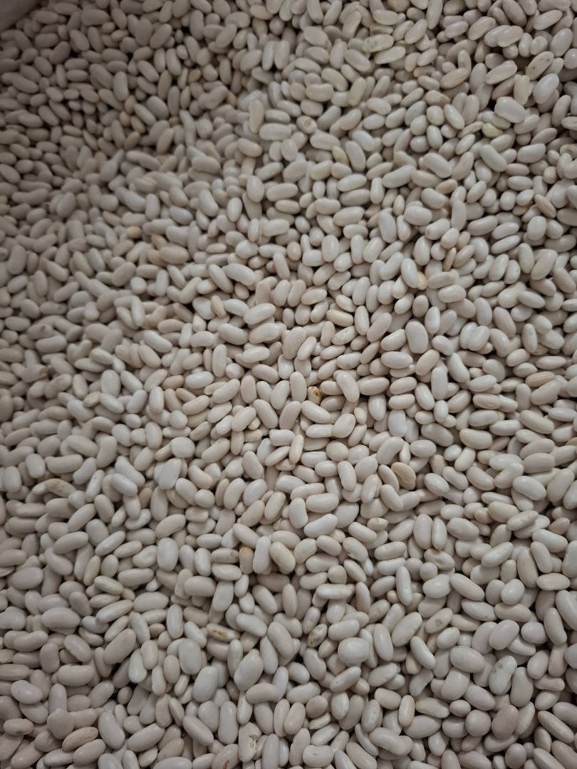 I am selling full truckloads of dwarf beans