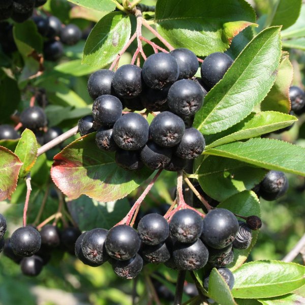 I sell organic aronia with a certificate on the bush
