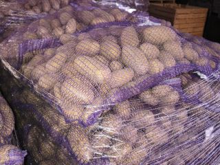 FOR SALE - Potatoes with PHYTO testing available. Truckload