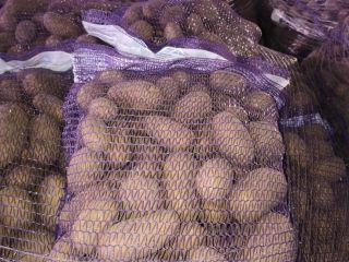 FOR SALE - Potatoes with PHYTO testing available. Truckload