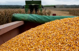 A Belgian company (aged 13+) is looking for moist grain corn in Poland and Germany
