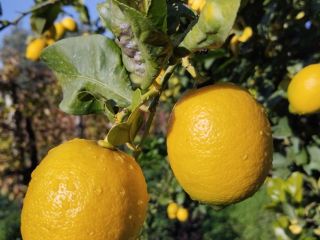 I am selling high quality lemons. For information I