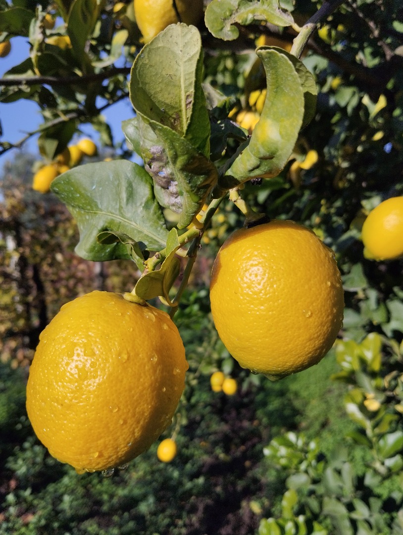 I am selling high quality lemons
