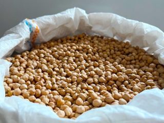 We offer Argentine chickpeas in Sortex quality with a