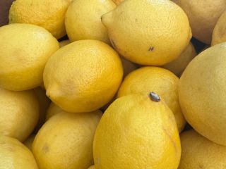 We buy lemons, Valencia oranges, limes, STAR RUBI or