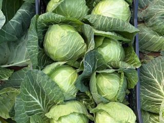 Available young cabbage in quantities. Direct supply. Consistent quality,competitive