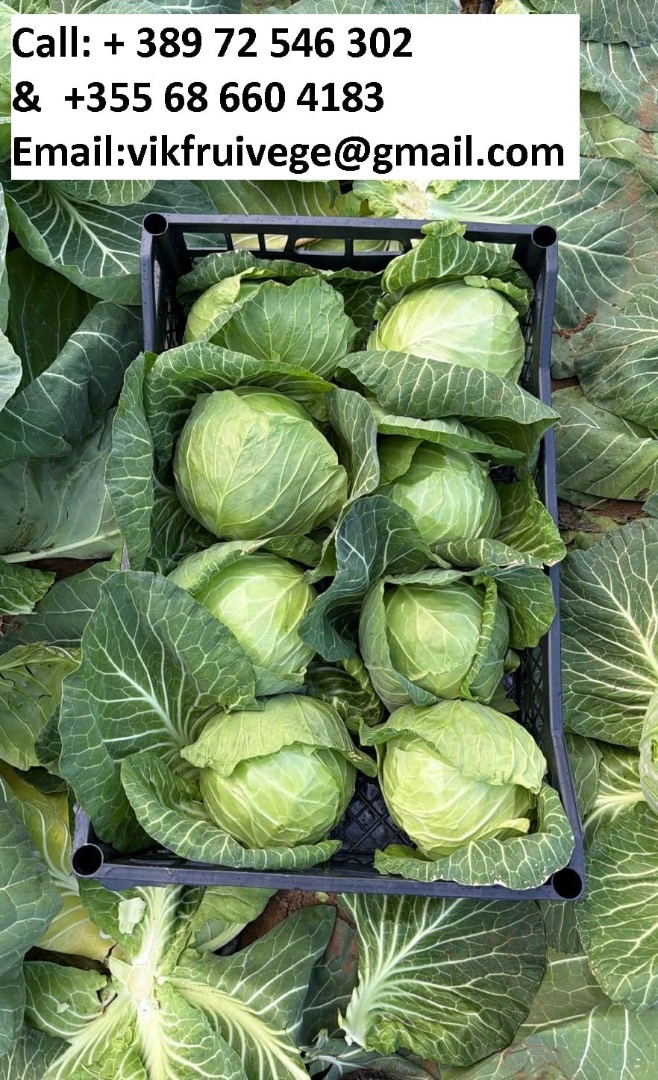 Available young cabbage in quantities