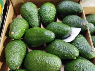 Hass avocado variety at optimal ripeness. Sizes 12 to