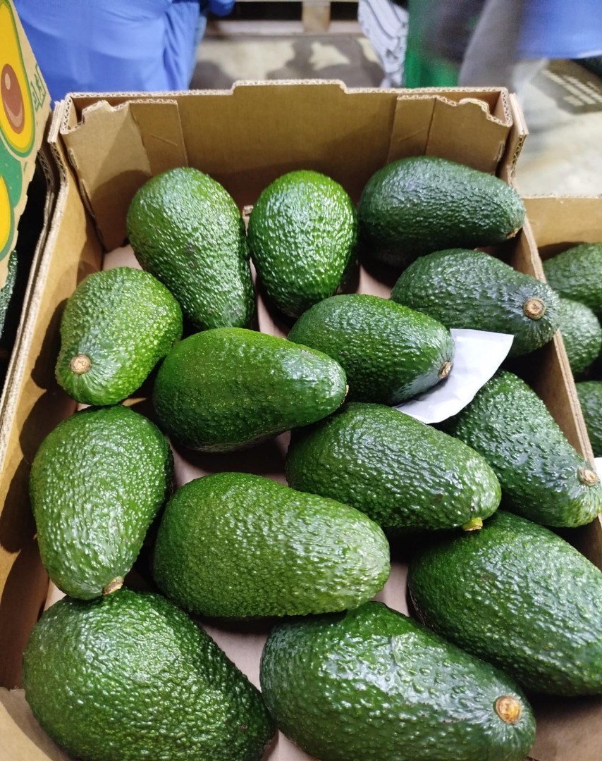 Hass avocado variety at optimal ripeness