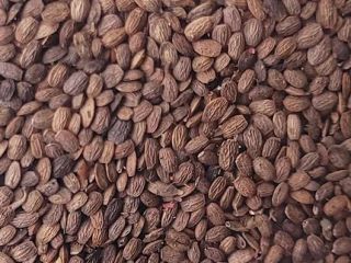 Organic serradella. Seed material in the C1 category, high