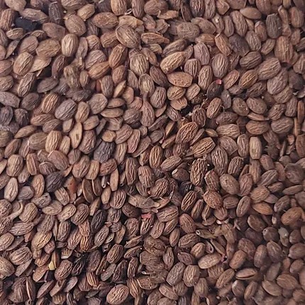 Organic serradella